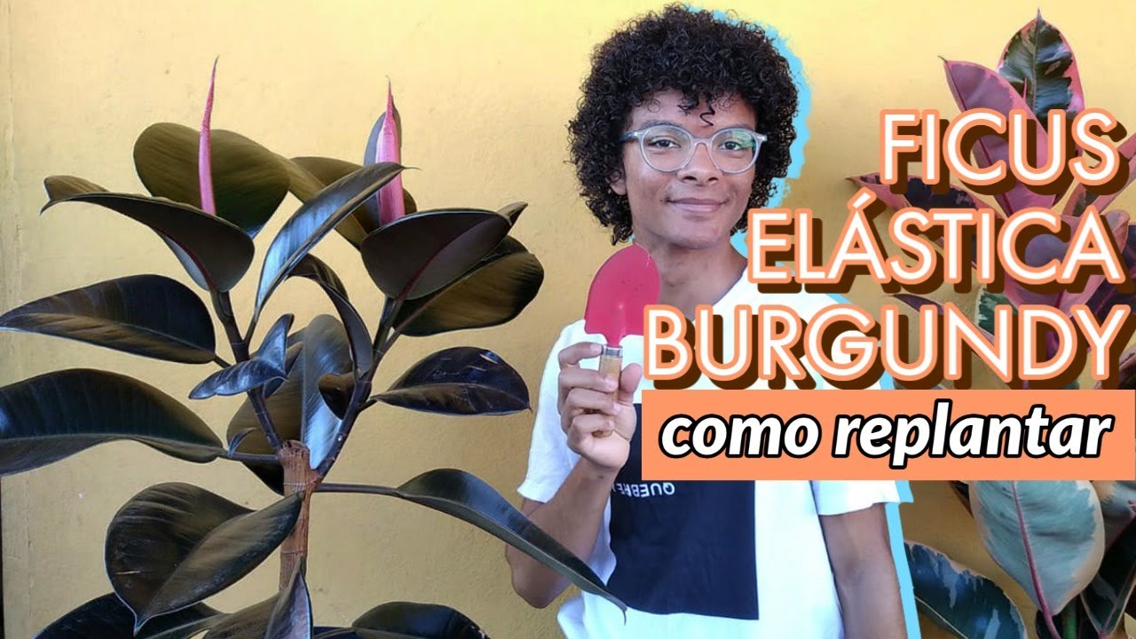 Replantando meu Ficus Elástica Burgundy!