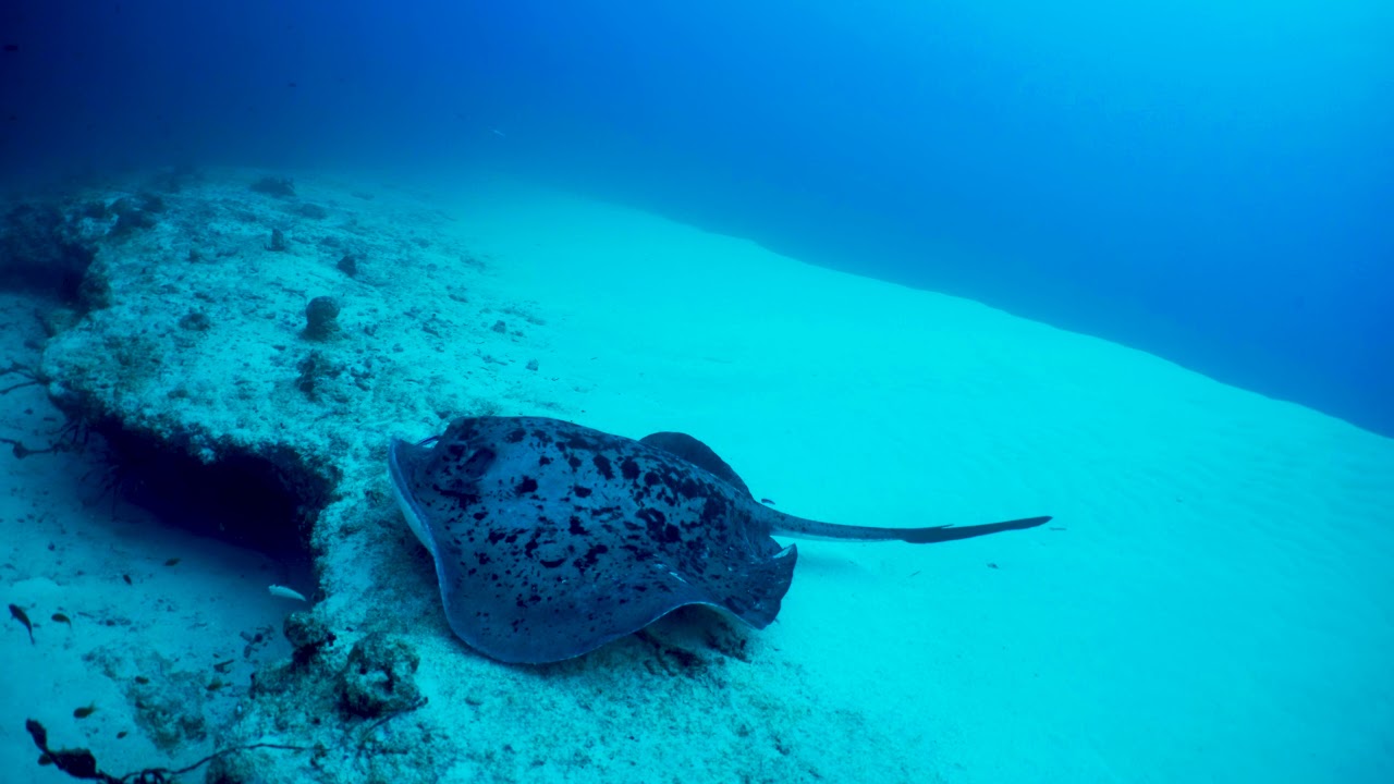 Scooter Diving in Lhaviyanni Atoll, The Maldives - May 2018