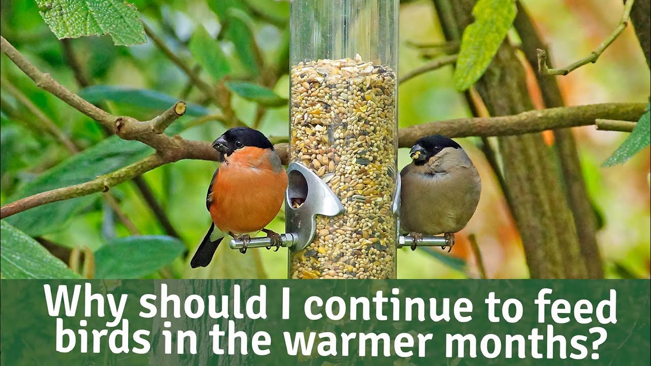 Bird Birds - Why should I continue to feed the wild birds in the warmer months?