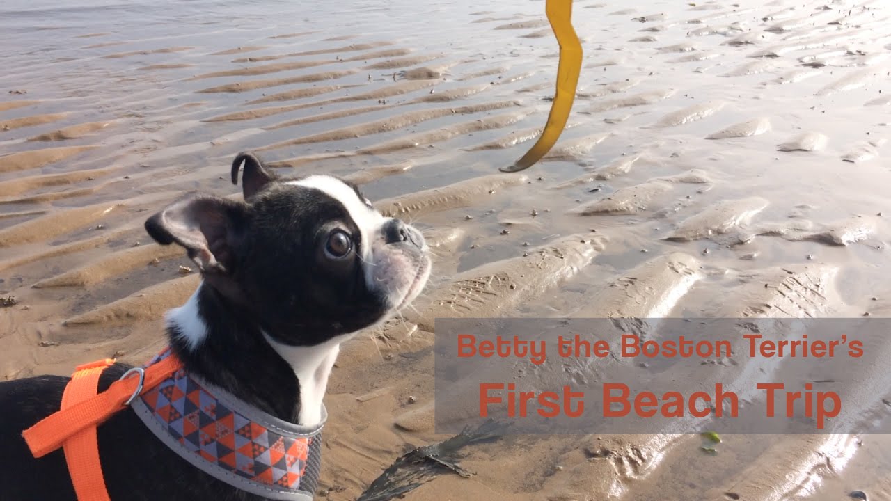 Betty the Boston Terrier | First Beach Trip