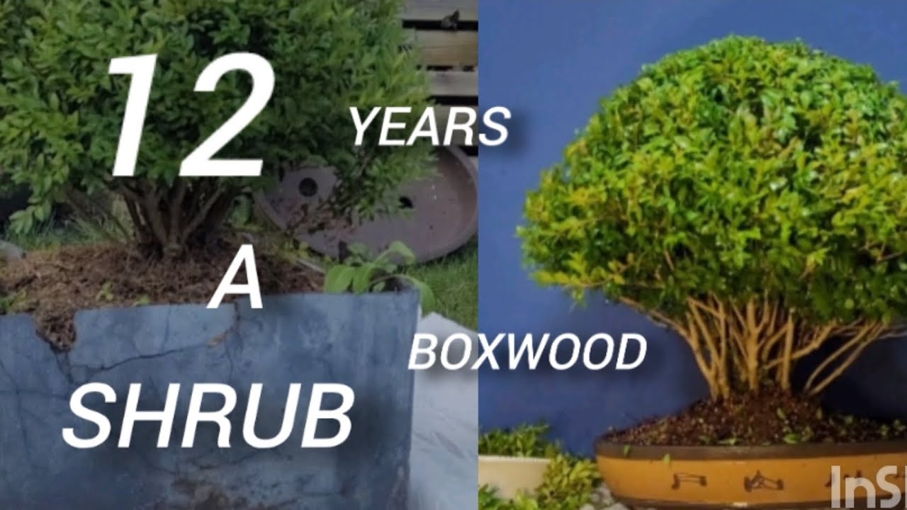 Boxwood shrub entering the bonsai journey.
