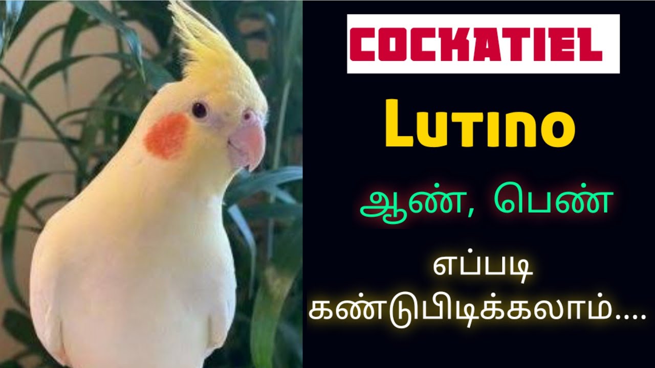 Lutino Cockatiel gender identification|Gender series-1| ஆண், பெண் எப்படி பார்க்கலாம் |Ilayaraja T