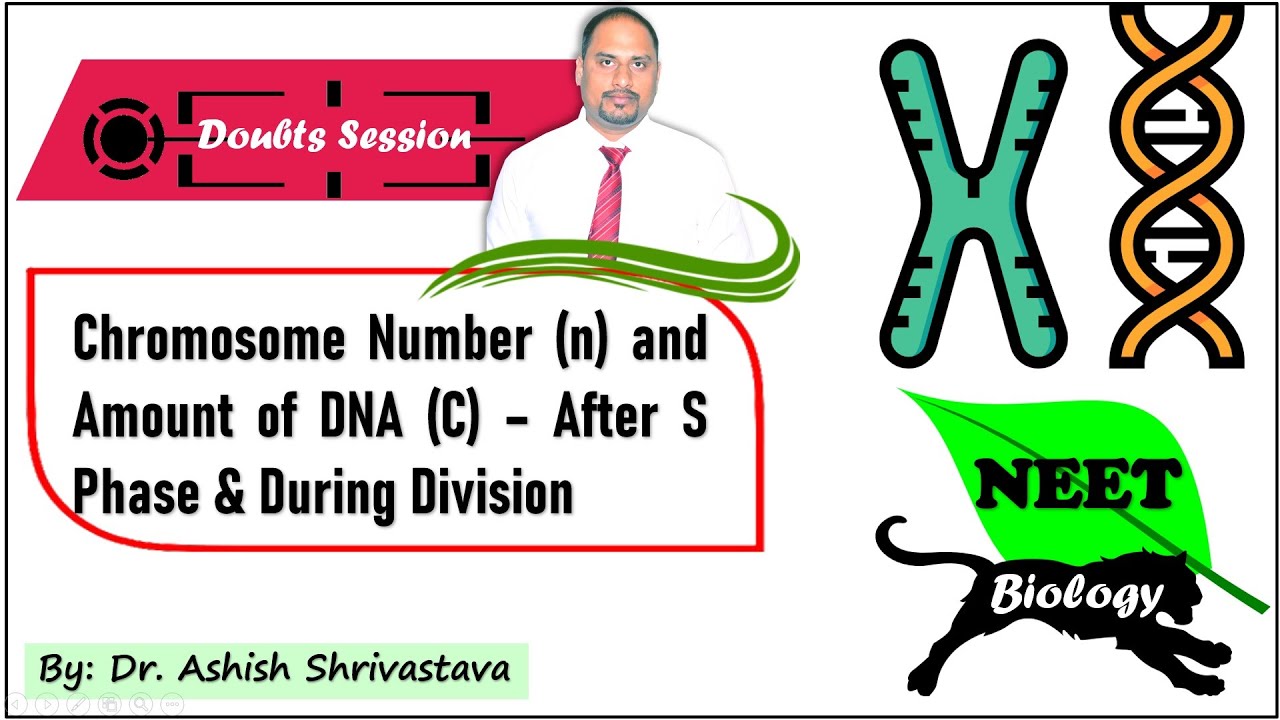Chromosome Number (n) & Amount of DNA (C) – After S Phase & During Division