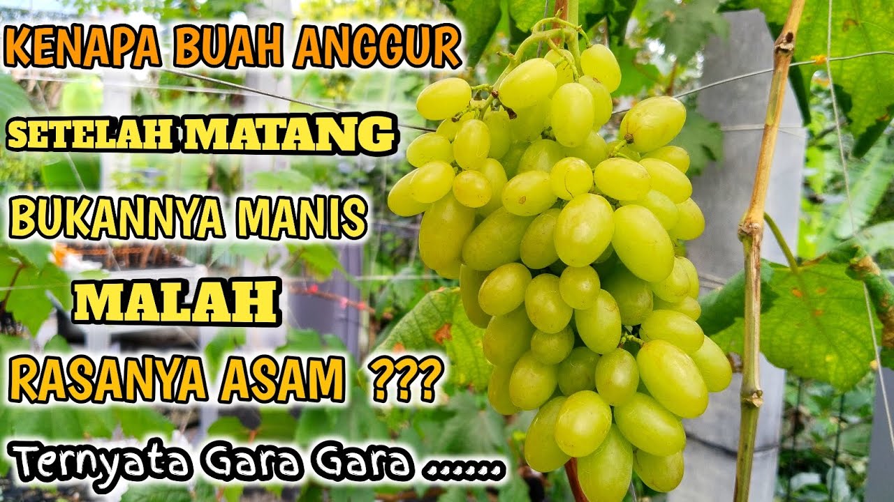 Saat Anggur Matang Bukannya Manis Malah Rasanya Asam ? Kok Bisa ??