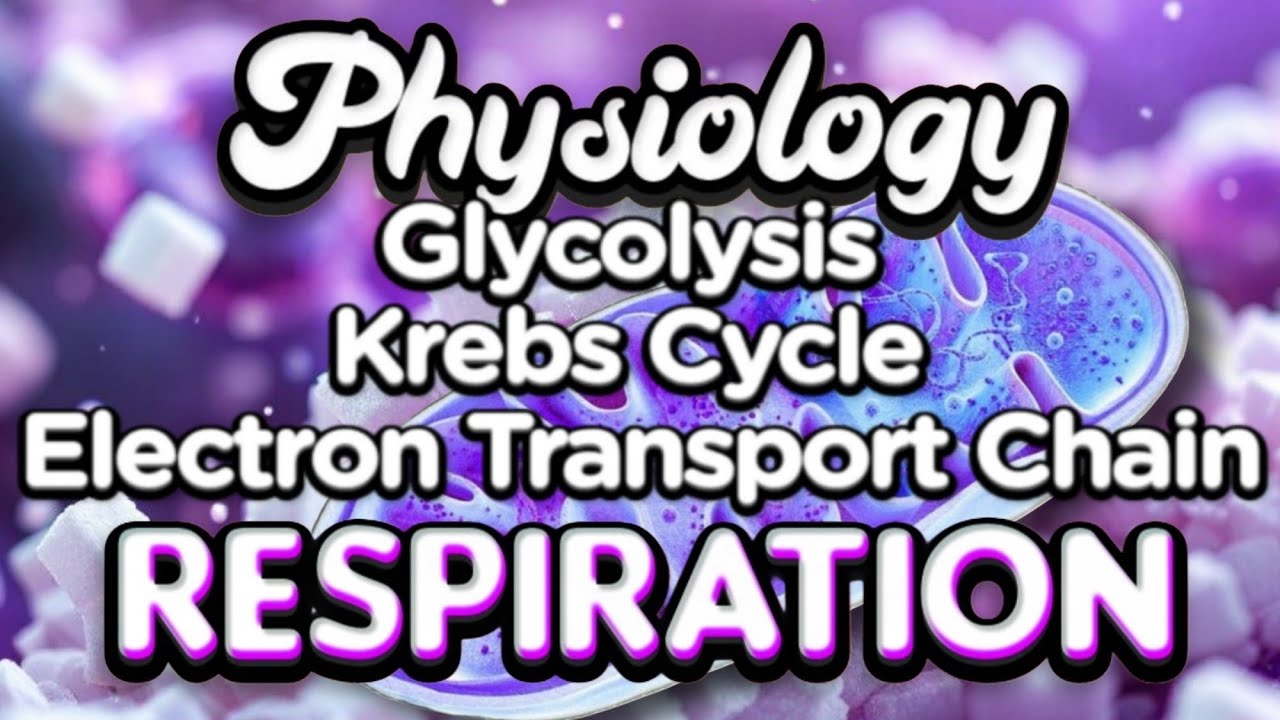 التنفس الخلوي كاملاً | Cellular Respiration steps, Aerobic, Anaerobic Fermintation 