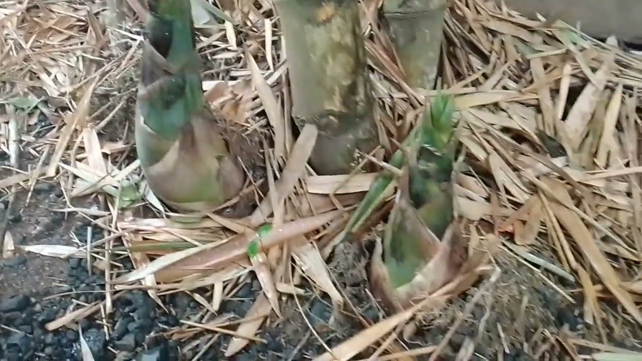 ESE E O. BAMBU  BRASILEIRINHO  VERDE E AMARELO 