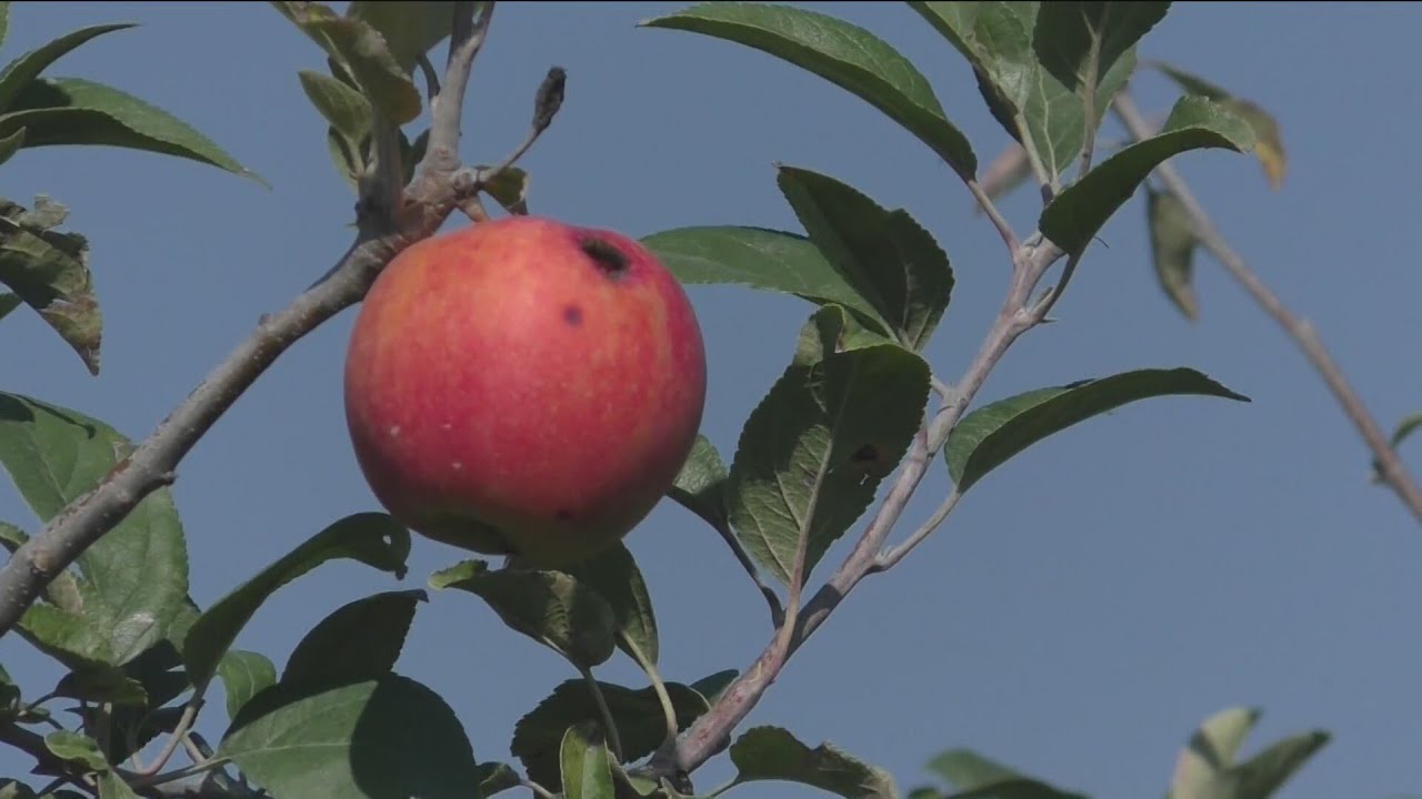 Could the warm winter affect the central Iowa apple harvest?