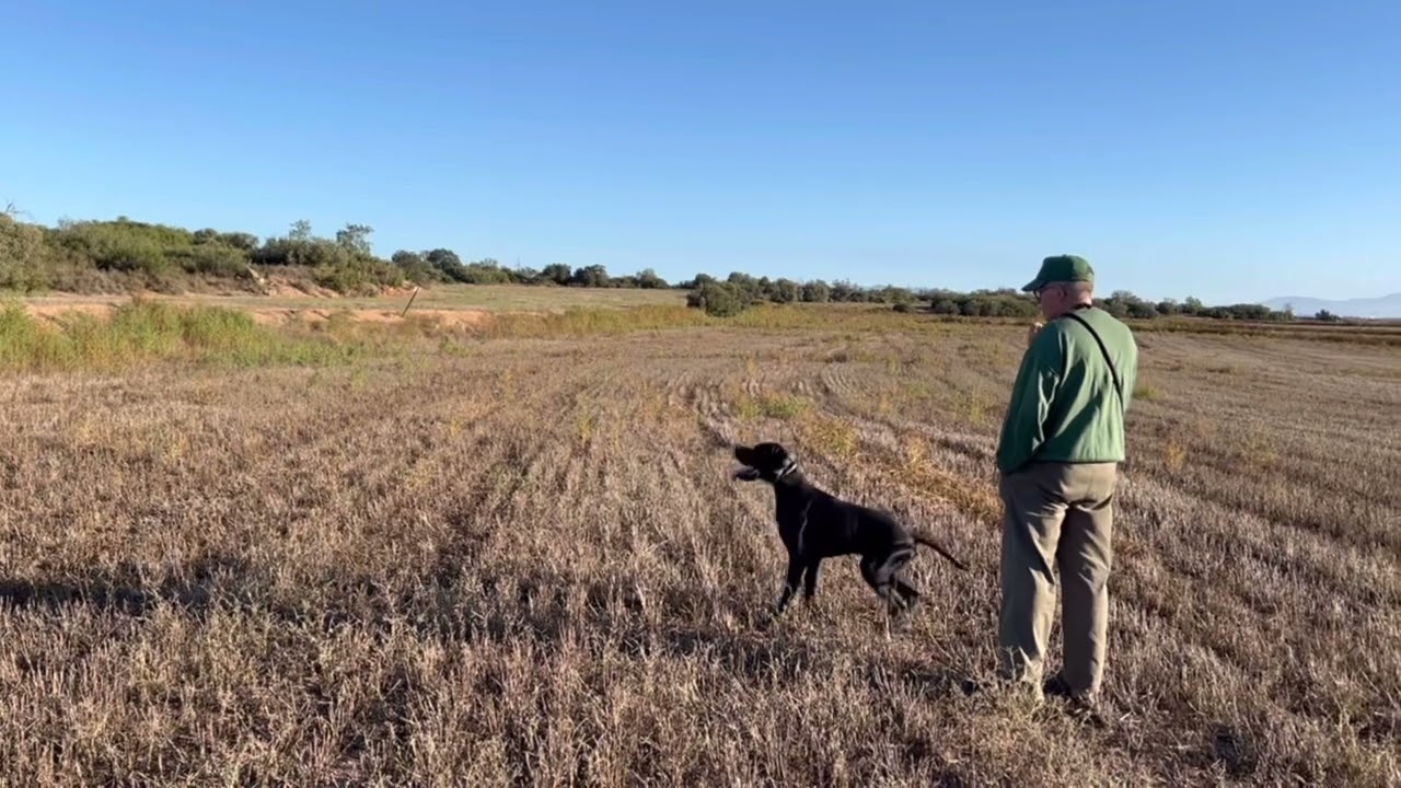 Pointer