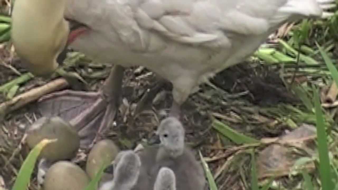 Mother's Day Swans 2011