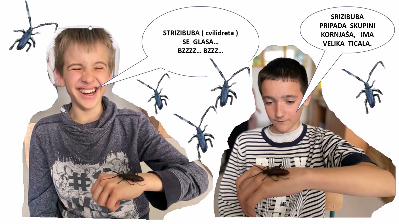 Šojka- Hrast crnika