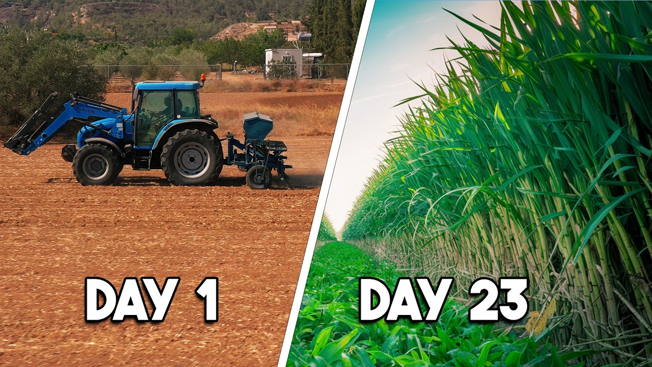 Planting & Growing Sorghum Sudan-Grass (Start to Finish)