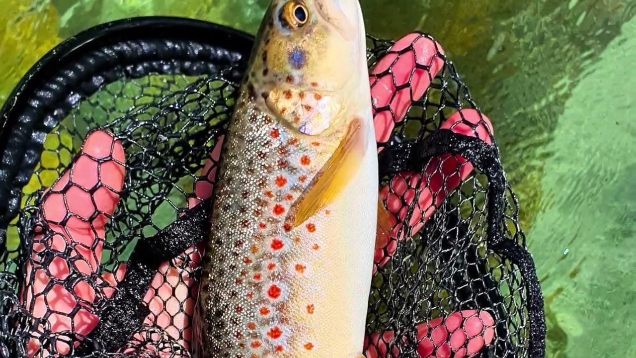 Fly fishing for trout, Sarca river Trentino Italy