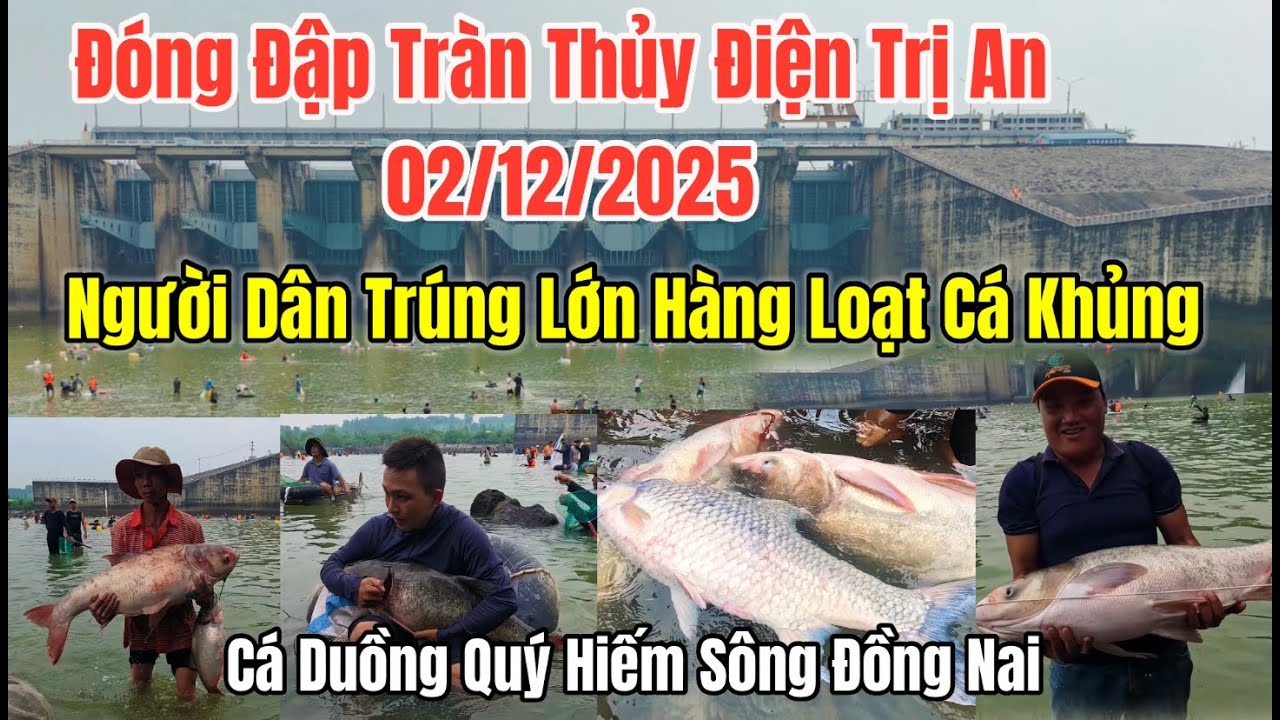 Thủy điện Trị An đóng cửa xả tràn 2/12, người dân trúng mánh bắt được hàng loạt cá khủng và hiếm.