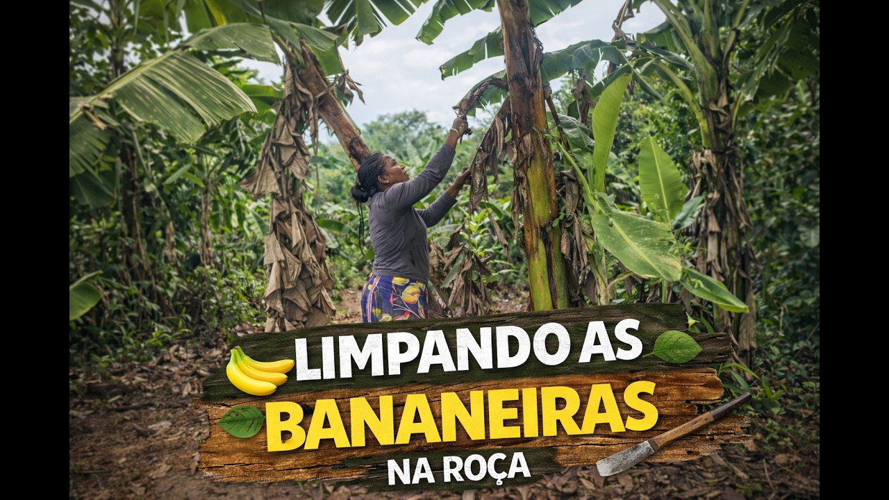 Cuidando das Bananeiras e Mantendo a Roça Sempre Bonita!