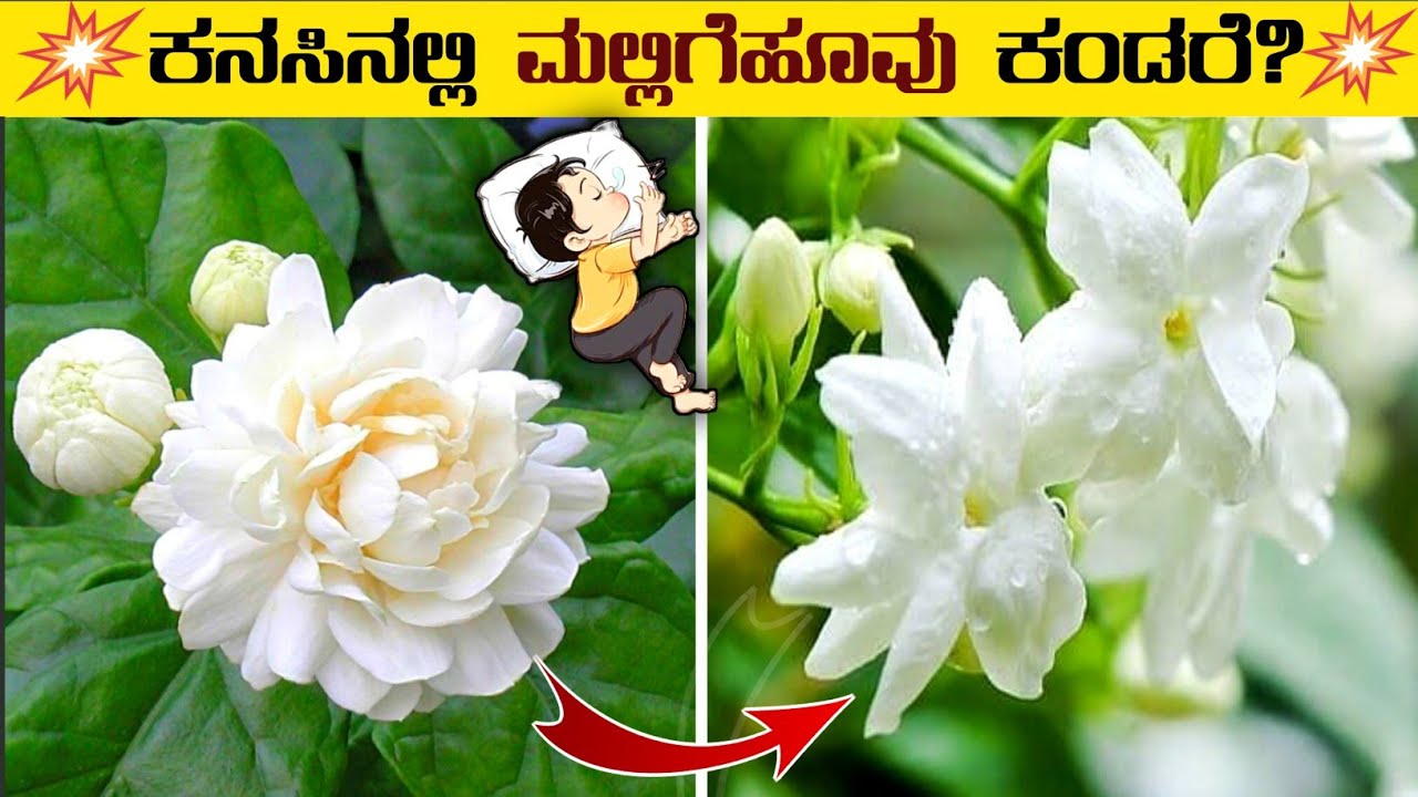 ಕನಸಿನಲ್ಲಿ ಮಲ್ಲಿಗೆ ಹೂವು ಕಂಡರೆ?⚡kanasinalli mallige hoovu kandare⚡Jasmine dream meaning in kannada