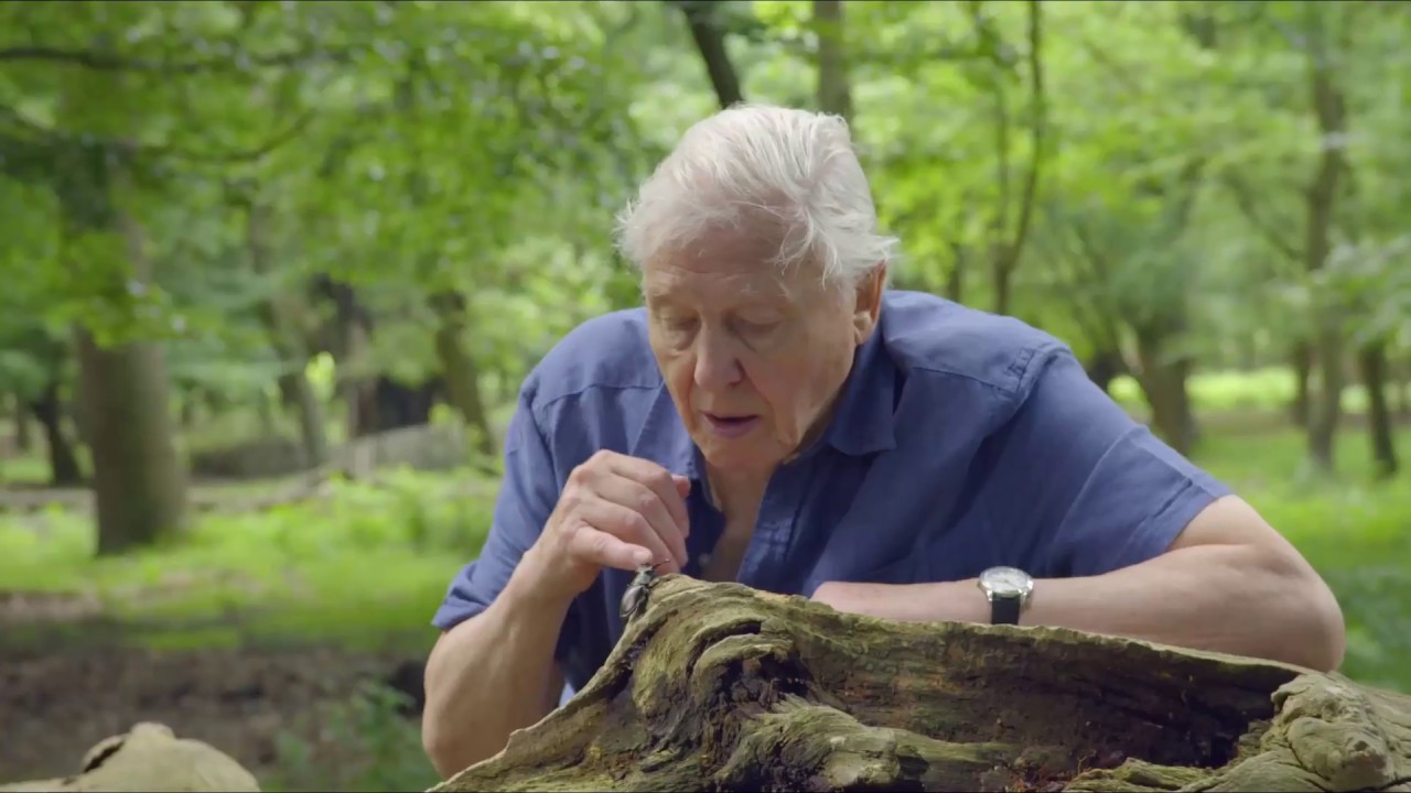 Richmond Park National Nature Reserve with Sir David Attenborough