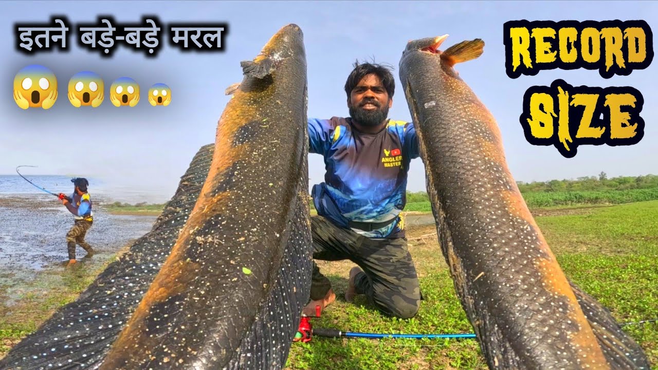 इतने बड़े बड़े मरल 😱 Amazing Fishing | Catch Big Snakehead Fish | Big Fish Catch | Snakehead Fishing