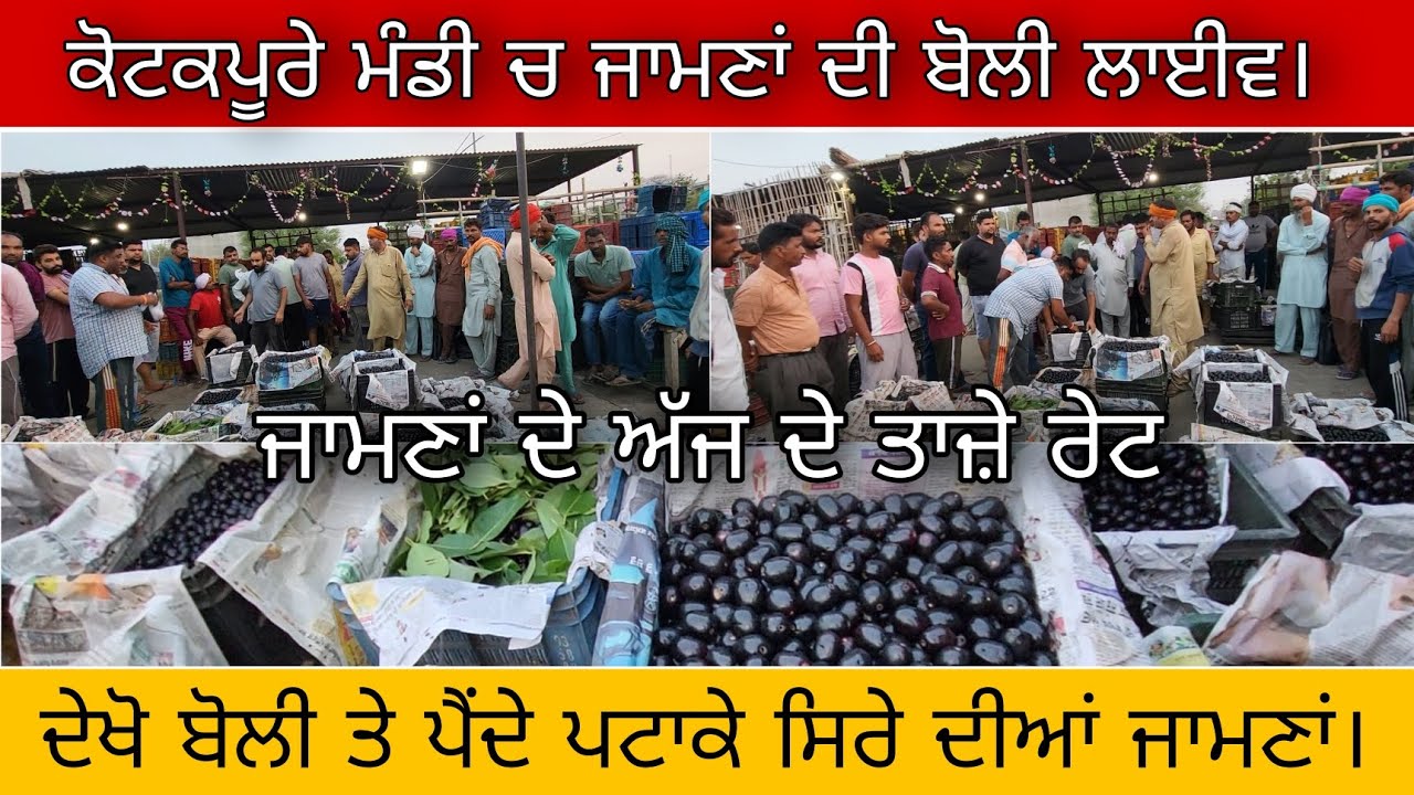Jamun Price in Kotkapura Mandi  | ਕੋਟਕਪੂਰਾ ਮੰਡੀ ਚ ਜਾਮਣਾਂ ਦੀ ਹੋਈ ਬੋਲੀ ਦੇਖੋ ਪੈਂਦੇ ਪਟਾਕੇ | ਦੇਖੋ ਰੇਟ