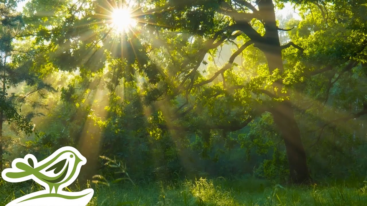 Beautiful & Dreamy Instrumental Music in a Peaceful Forest | Relaxing Music Playlist