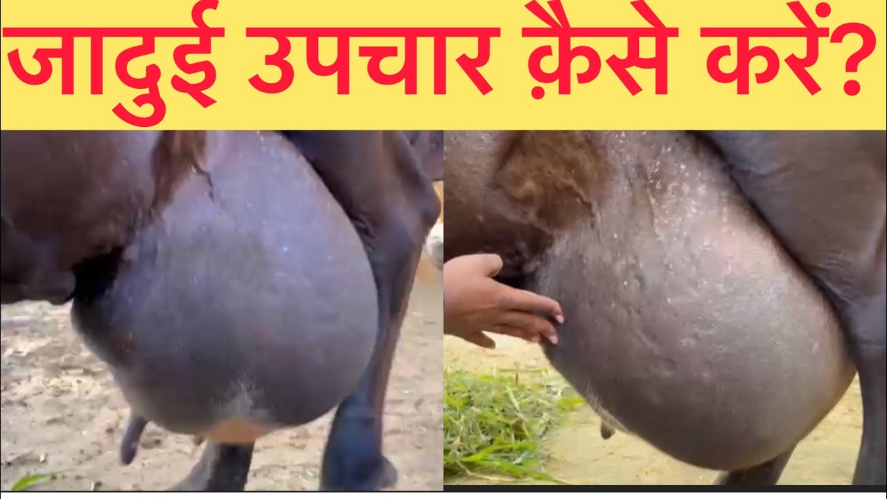 Oedematous mastitis l none infectious mastitis l थनेला का देशी दवा से इलाज़ I dr umar khan