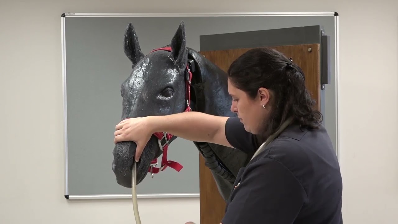 Equine Nasogastric tube placement