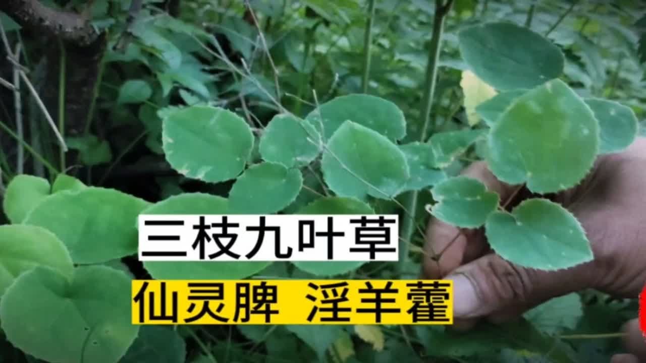 仙灵脾最佳采摘季节什么时候？淫羊藿质量好坏怎么分辨