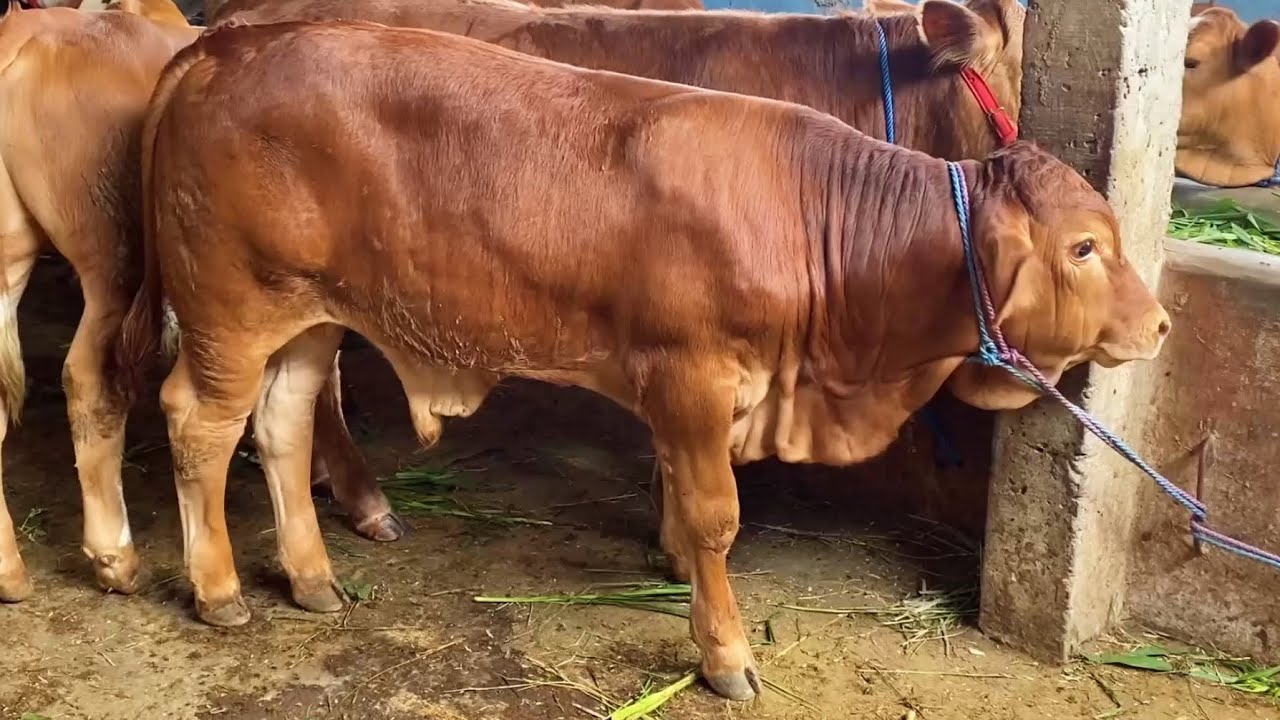 STOK PEDET SUPER BULAN PUASA Grosir Pedet Riza Andi Farm‼️🔥