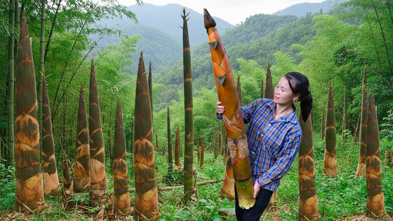 Single Mom Harvesting Bamboo Shoots, Trucking to Market - Ly Thi Sung Daily Life