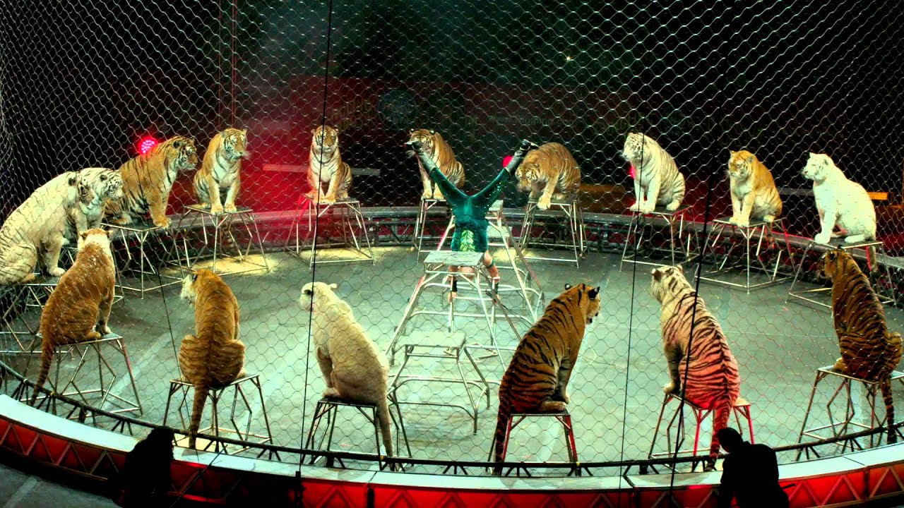 Tabayara Maluenda & Big Cats Vignette - Circus XTREME