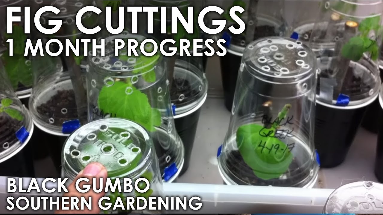 Fig Cutting Success at One Month || Black Gumbo