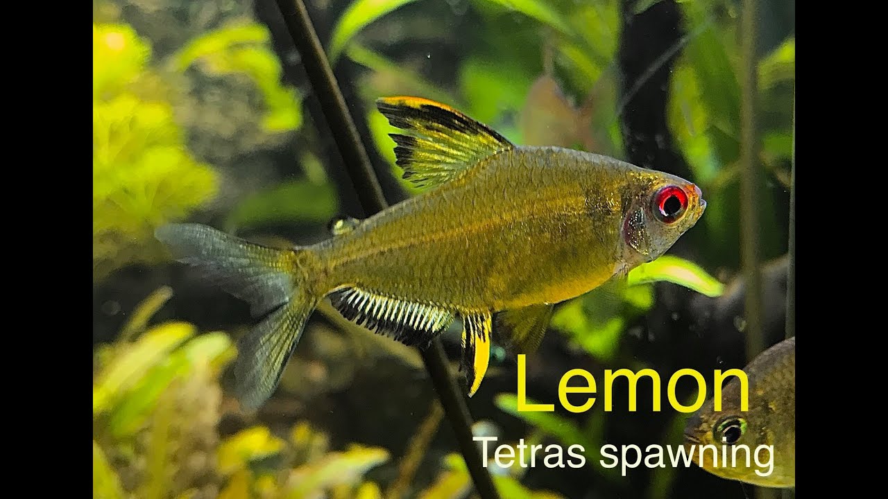 Lemon tetras spawning in my 28 year old Walstad inspired (low tech) aquarium.