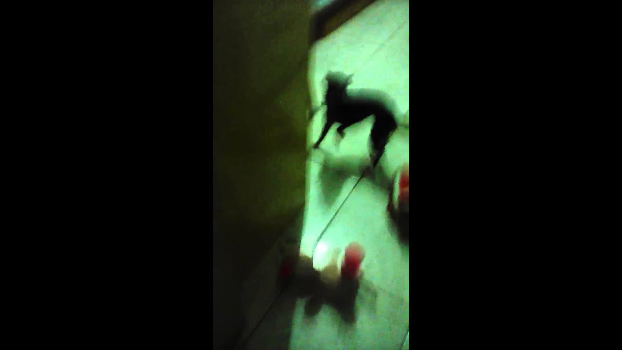 Cachorra louca