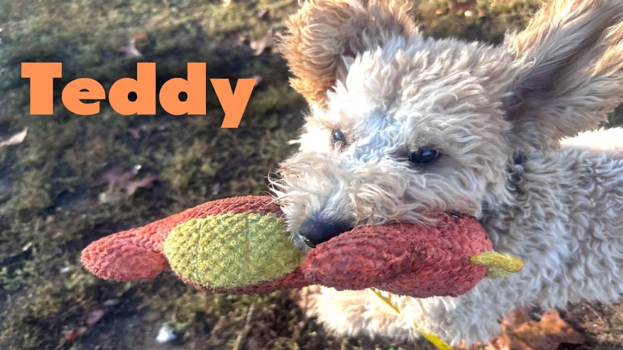 Goldendoodle Puppy Teddy Overcomes Anxiety and Gains Amazing Off-Leash Obedience!