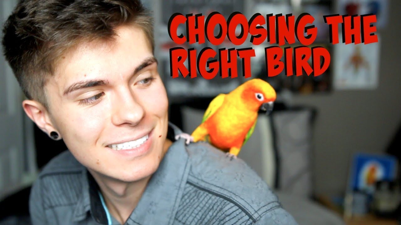 How to Find the Right Bird for You! - Best Beginner Birds