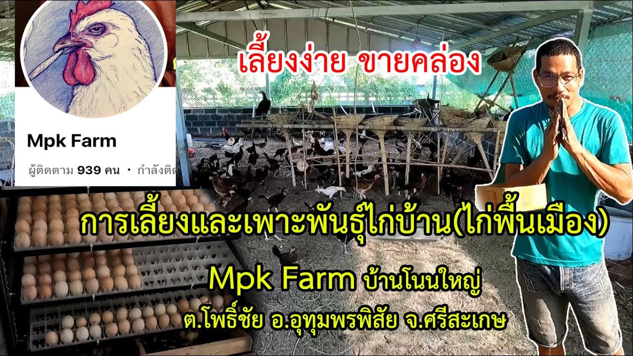 Ep2 เลี้ยงไก่พื้นเมือง(ไก่บ้าน)เลี้ยงง่าย ขายคล่องและการเพาะพันธ์ไก่พื้นเมือง ไปชมครับ