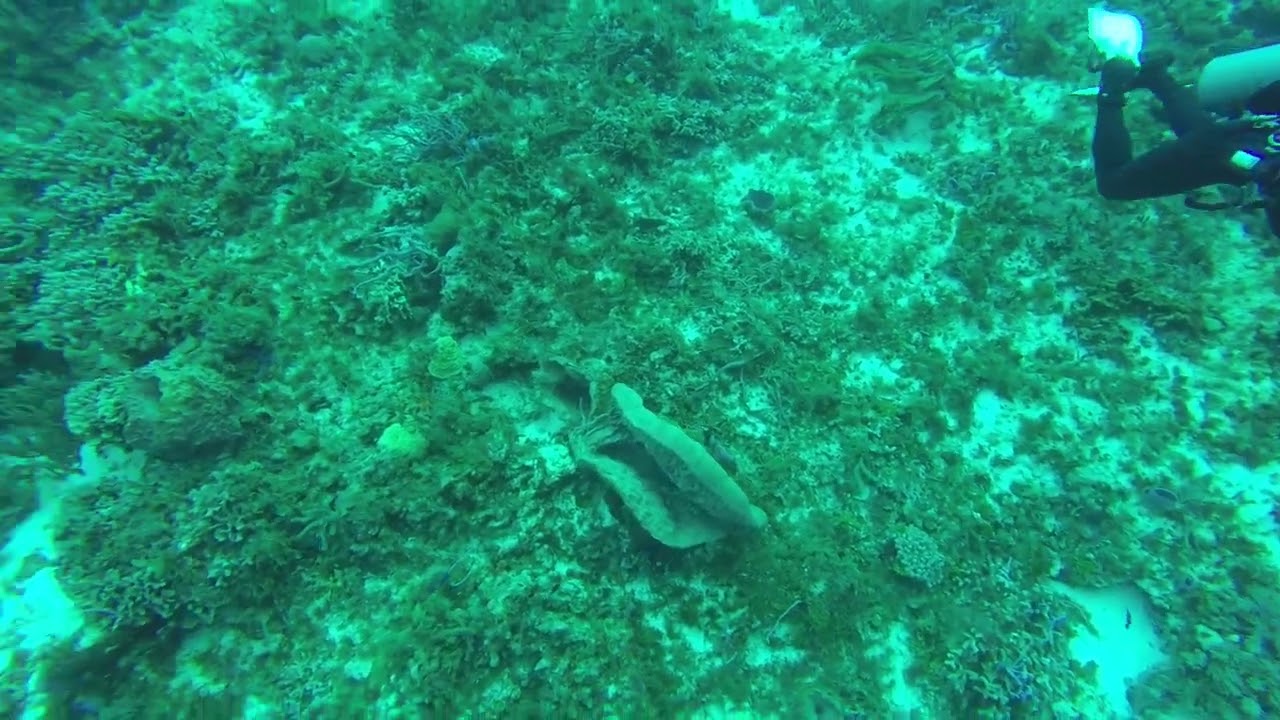Drift dive in strong current