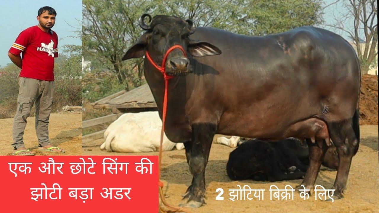 क्या सुपर स्टार अडर वाली 2 झोटिया गांव डाहौला जिला जींद कुलदीप डेयरी फार्म से बिक्री के लिए 