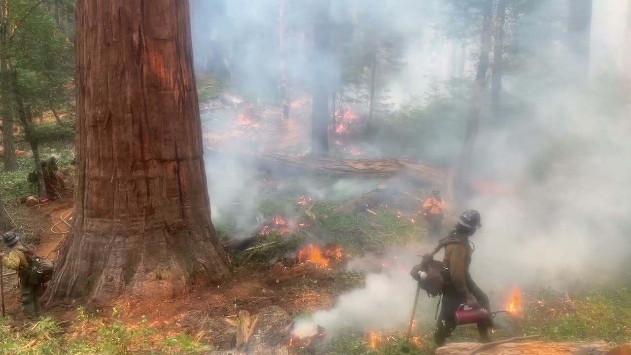 Placer County Big Trees Grove