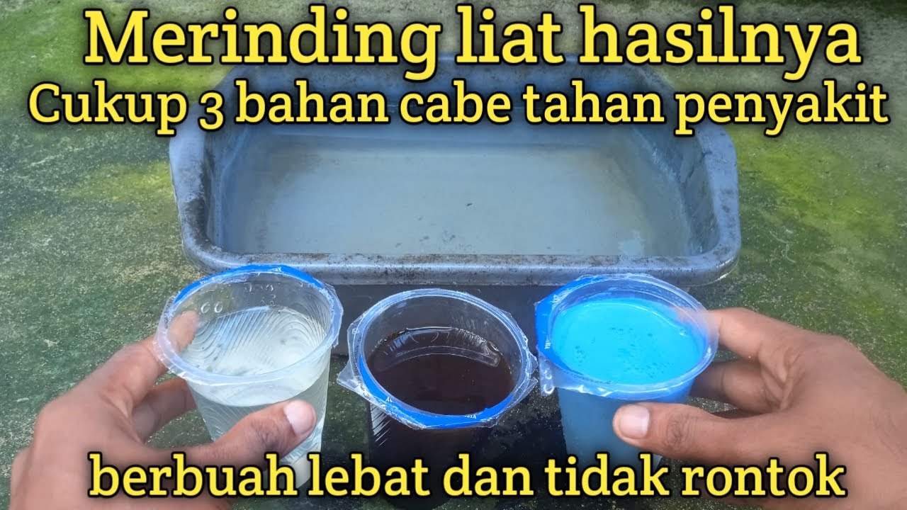 Merinding liat hasilnya cukup 3 bahan cabe tahan penyakit berbuah lebat dan tidak rontok