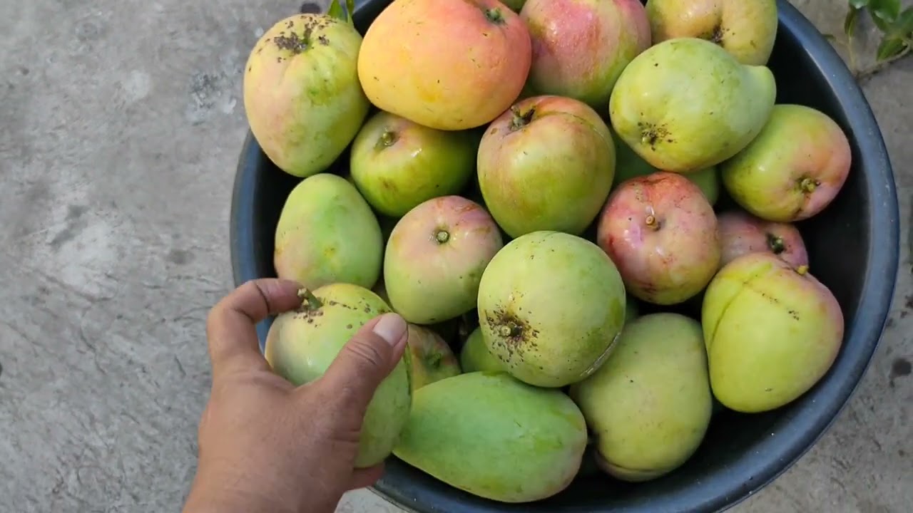 Pumitas ng Apple Mango at Mamigay sa Kapitbahay