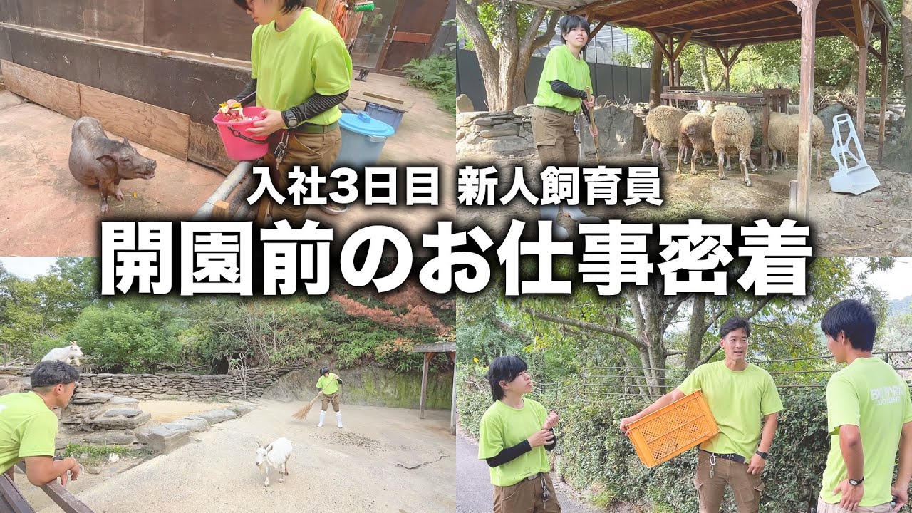 飼育員歴2日の新人飼育員に密着してみました。