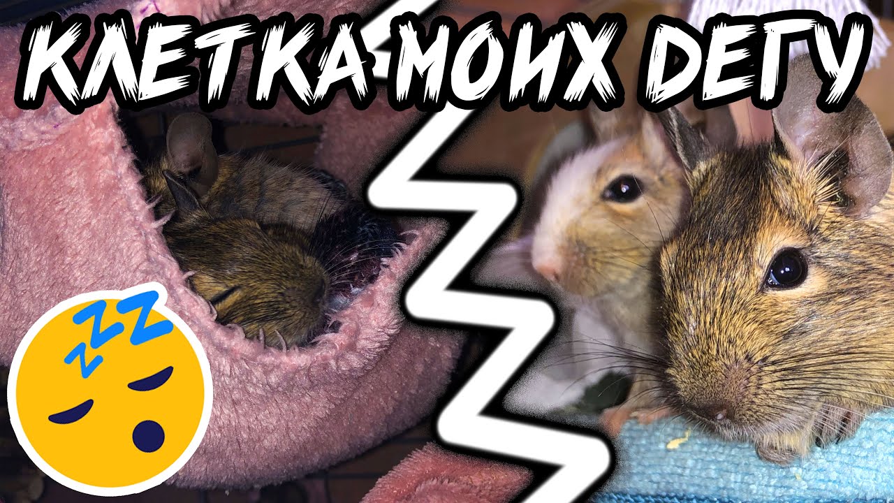 МОЯ КЛЕТКА ДЛЯ ДЕГУ. Обзор клетки, что должно быть у дегу в клетке