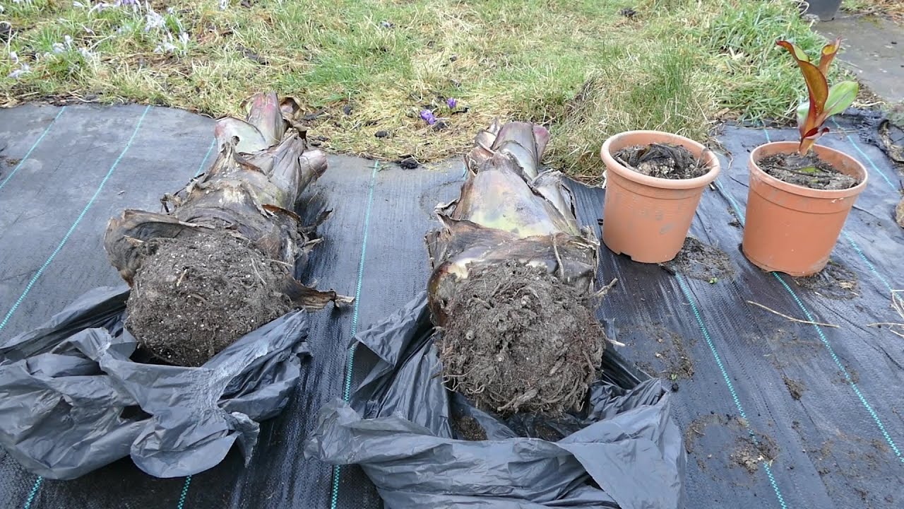Bringing My Ensete Banana Plants Out Of Dormancy