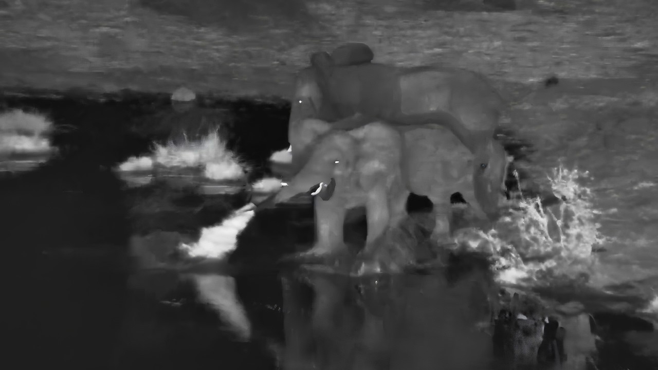 Crocodile Picked the Wrong Elephant 🐘