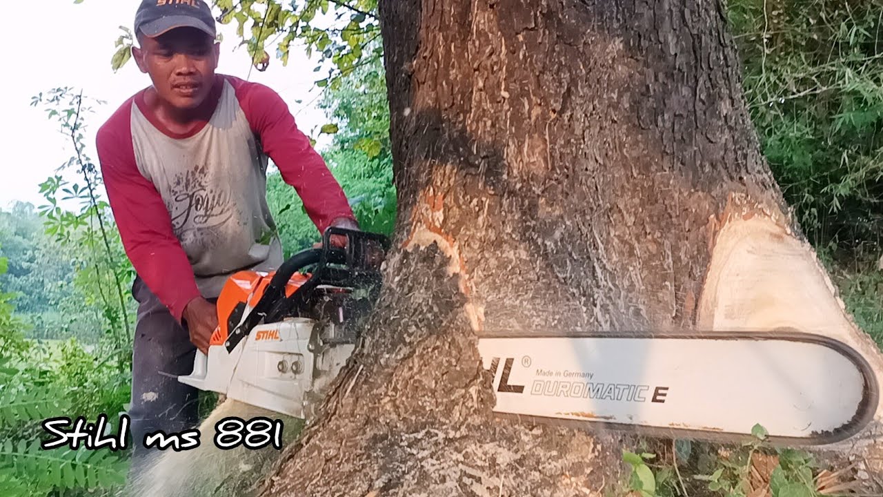 Strongest STIHL chainsaw !! Stihl ms 881, Cut down trembesi tree.