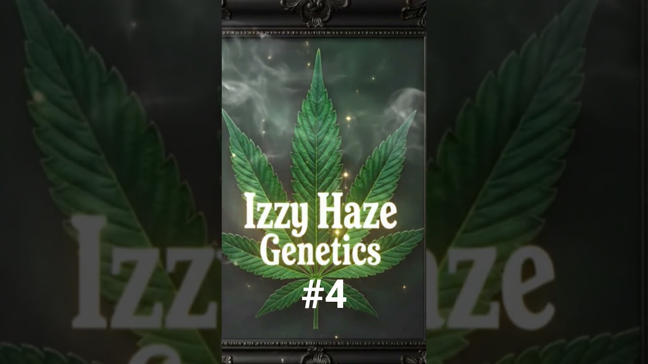 PURPLE LEMON DROP HAZE #4 DAY (57) #growyourown #canabiscommunity #weed #canabisgenetics