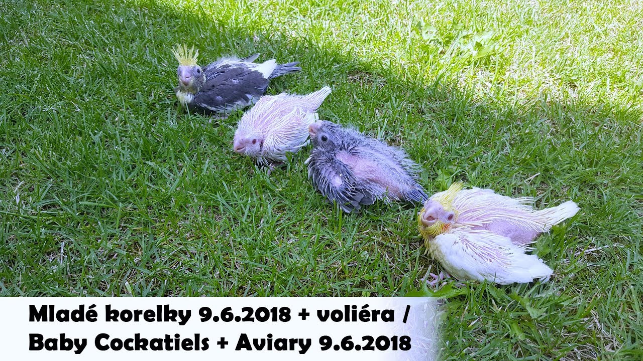 Mlad&eacute; korelky 9.6.2018 + voliera / Baby cockatiels 9.6.2018 + aviary │KorelyEu