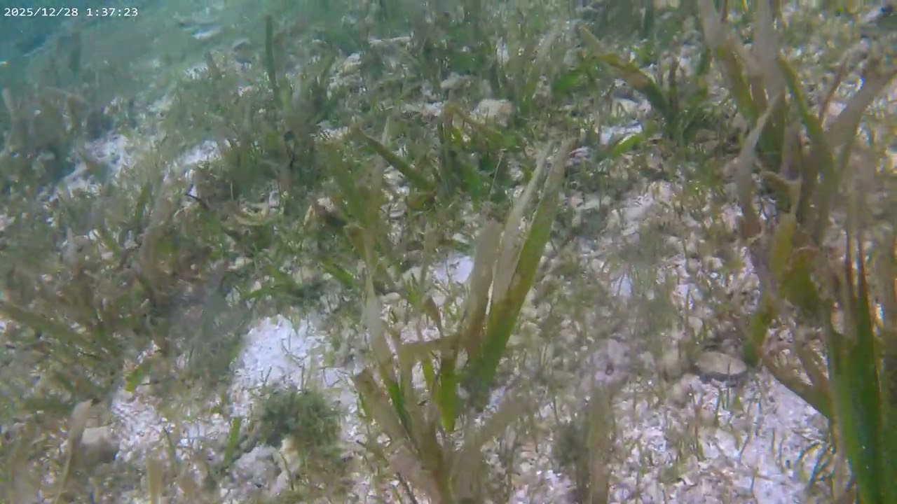 Under Seawater In Lipayran Island Bantayan Cebu Part 5 #lipayranisland #asmr 