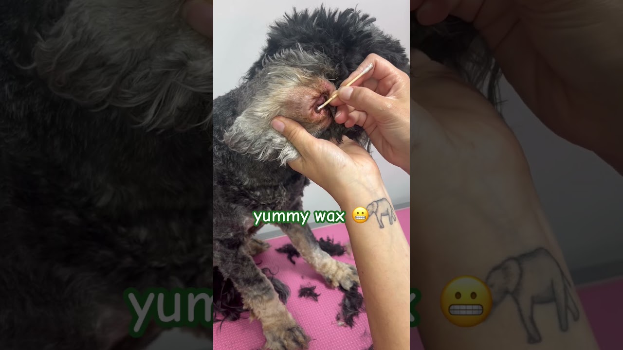 Cleaning a cocker spaniel&rsquo;s lovely dirty ears! #dog  #doglover  #satisfying #groom #shorts #clean