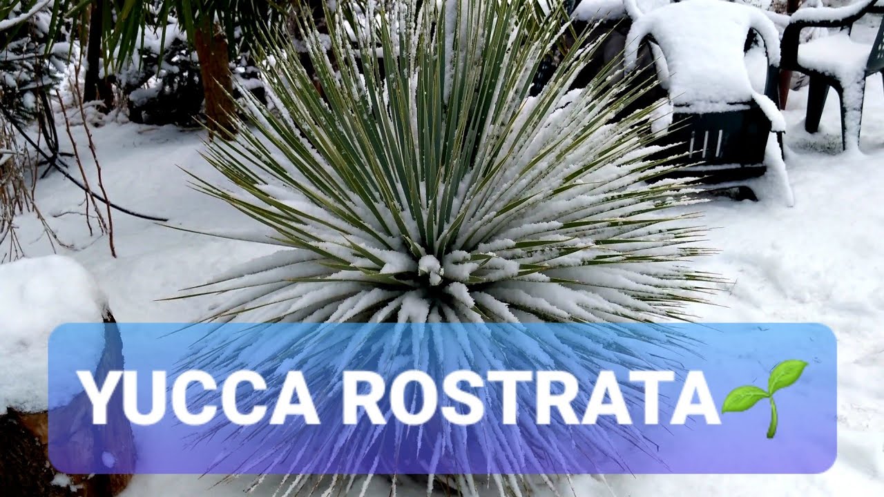 👉 Yucca rostrata w śniegu plus palma trachycarpus.👈 Zima nie odpuszcza. Najlepszego kobietkiOdc 1327